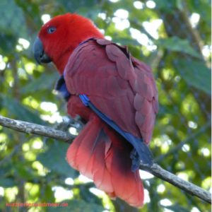 Das Bild zeigt einhen Papagei. Es wurde im Loro Parque aufgenommen. (Reiseplanung 2017)