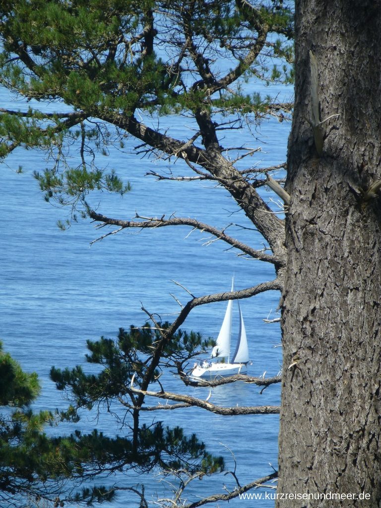 Zwischen Kiefern schimmert ein weißes Segelboot hervor. (Beitrag zur Foto-Blogparade)