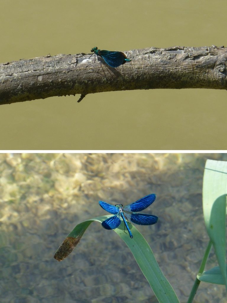 Oben eine Blauflügel-Prachtlibelle aufgenommen im Murnauer Moos an der Ramsach, unten ebenfalls eine Blauflügel-Prachtlibelle mit geöffneten Flügeln, die ich 2014 im Schlaubetal aufgenommen habe.