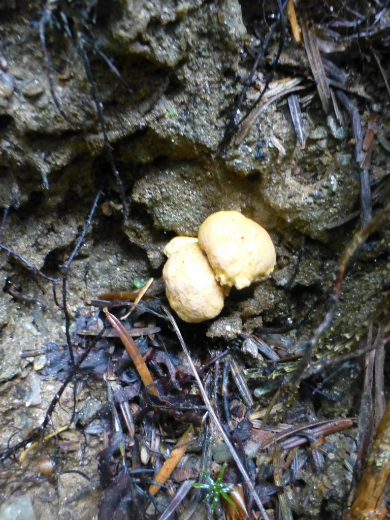 Im Bayerischen Wald sammeln mir zumindest einmal Pfifferlinge und bereiten uns daraus eine Mahlzeit. Sammelst Du auch Pilze?